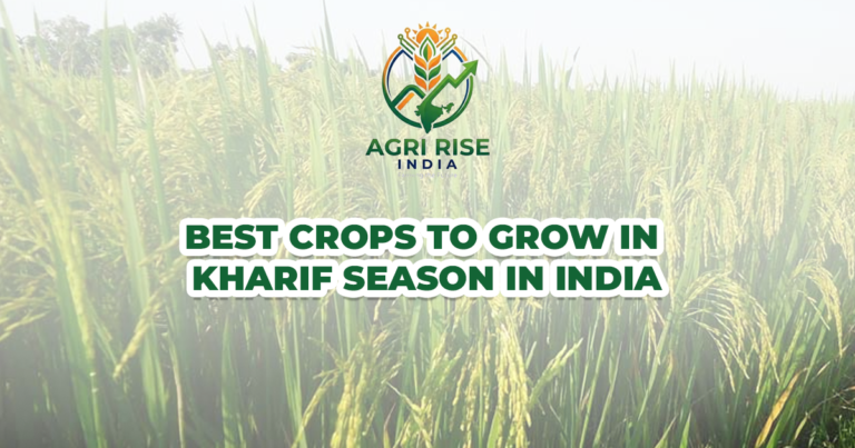 Best Crops to Grow in Kharif Season in India