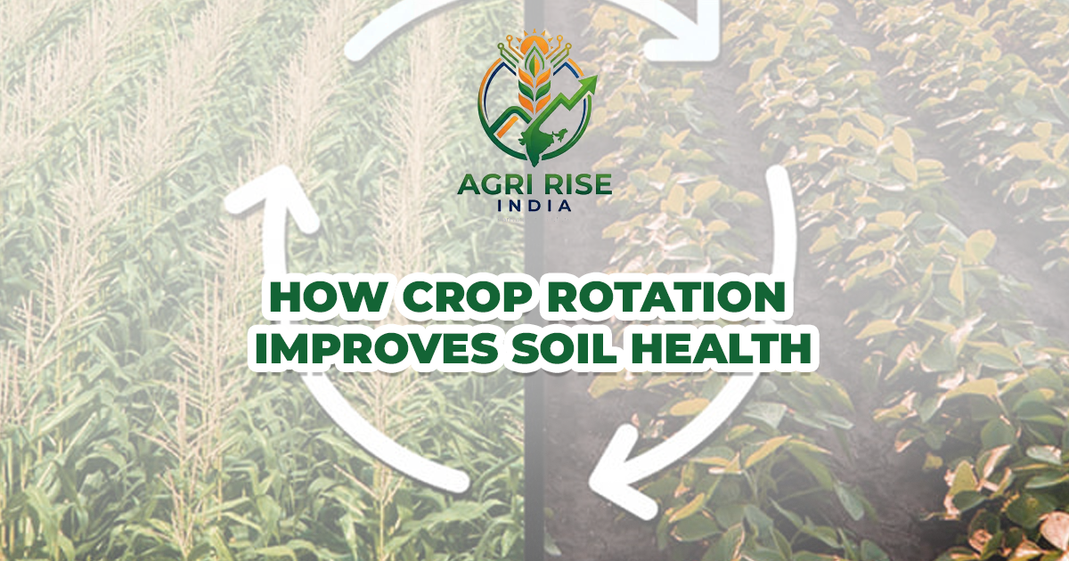 How Crop Rotation Improves Soil Health