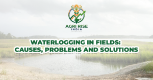 Waterlogging in Fields: Causes, Problems, and Solutions