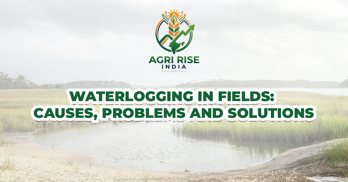 Waterlogging in Fields: Causes, Problems, and Solutions