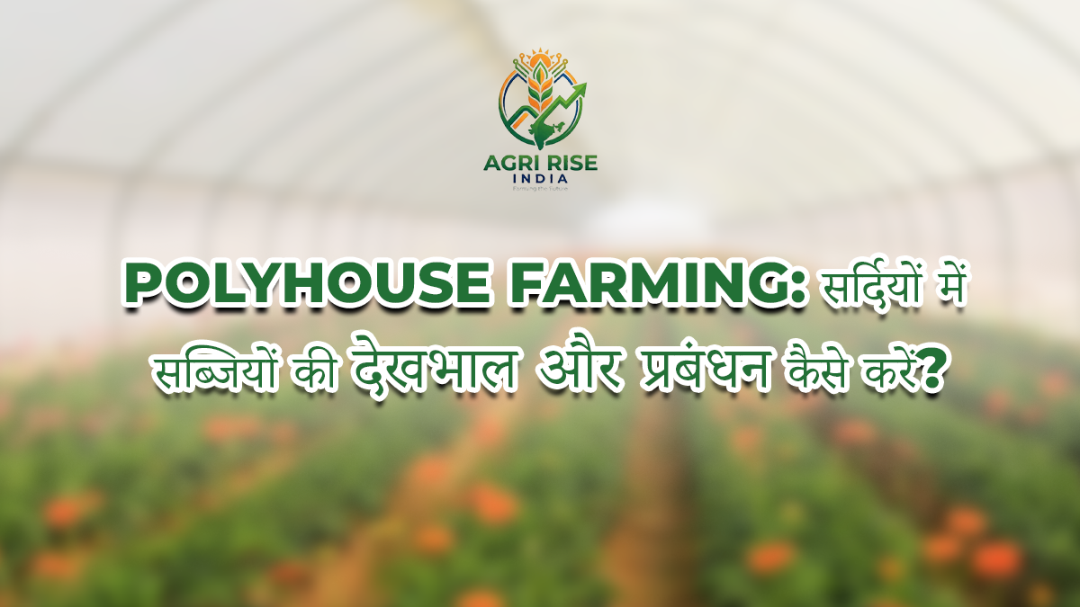 Polyhouse Farming: How to Care for and Manage Vegetables in Winter?