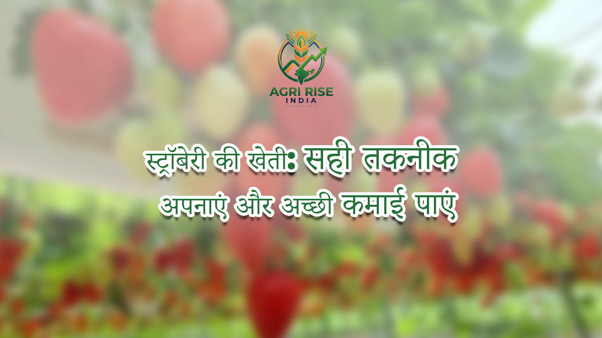 Strawberry Cultivation: Adopt the Right Techniques and Earn Good Profits