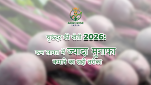 Beetroot Cultivation 2026: The Right Way to Earn Higher Profits with Low Investment