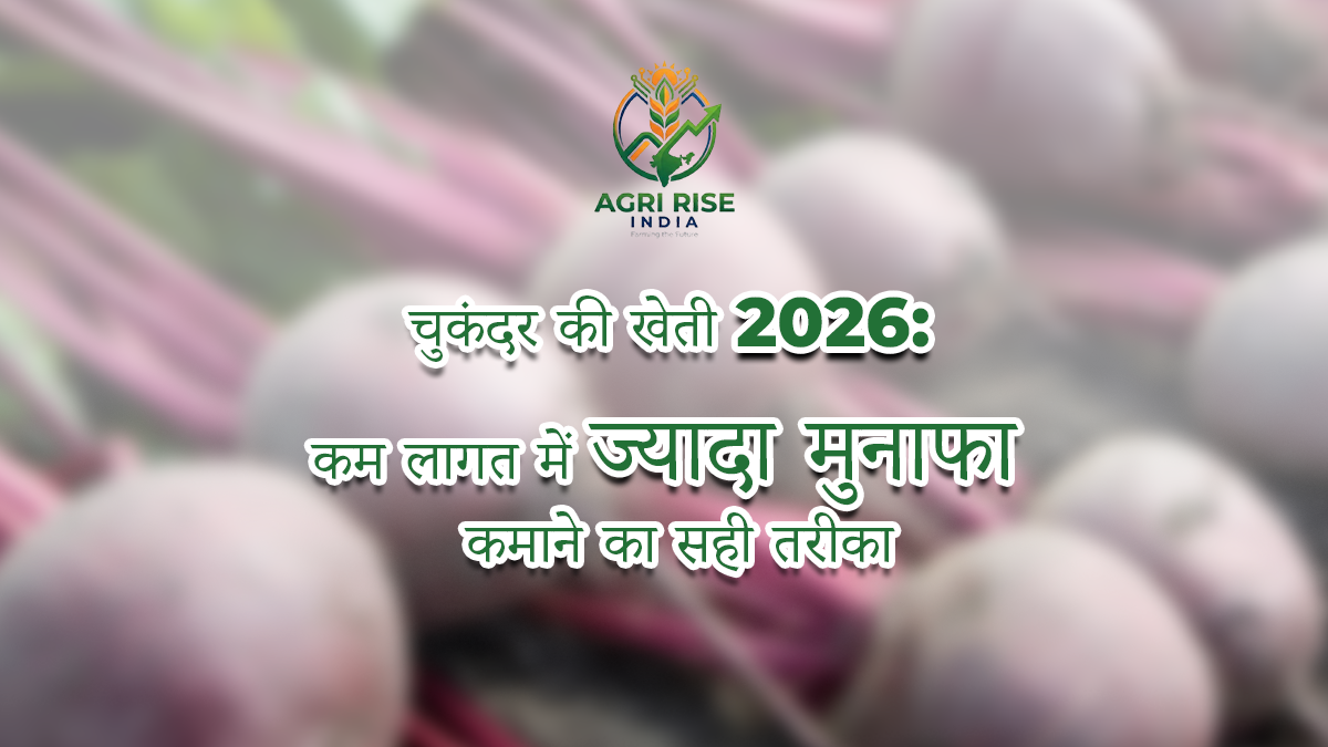 Beetroot Cultivation 2026: The Right Way to Earn Higher Profits with Low Investment